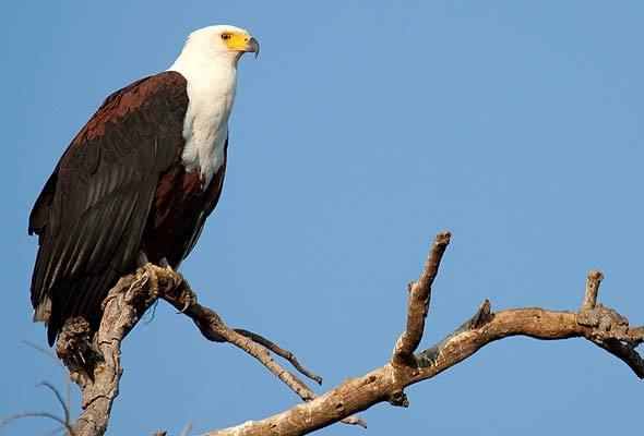 African fish eagle