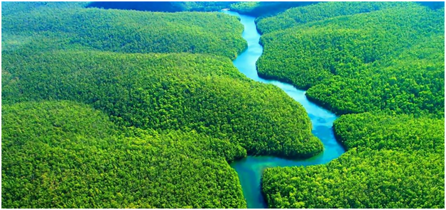 Amazon Rainforest