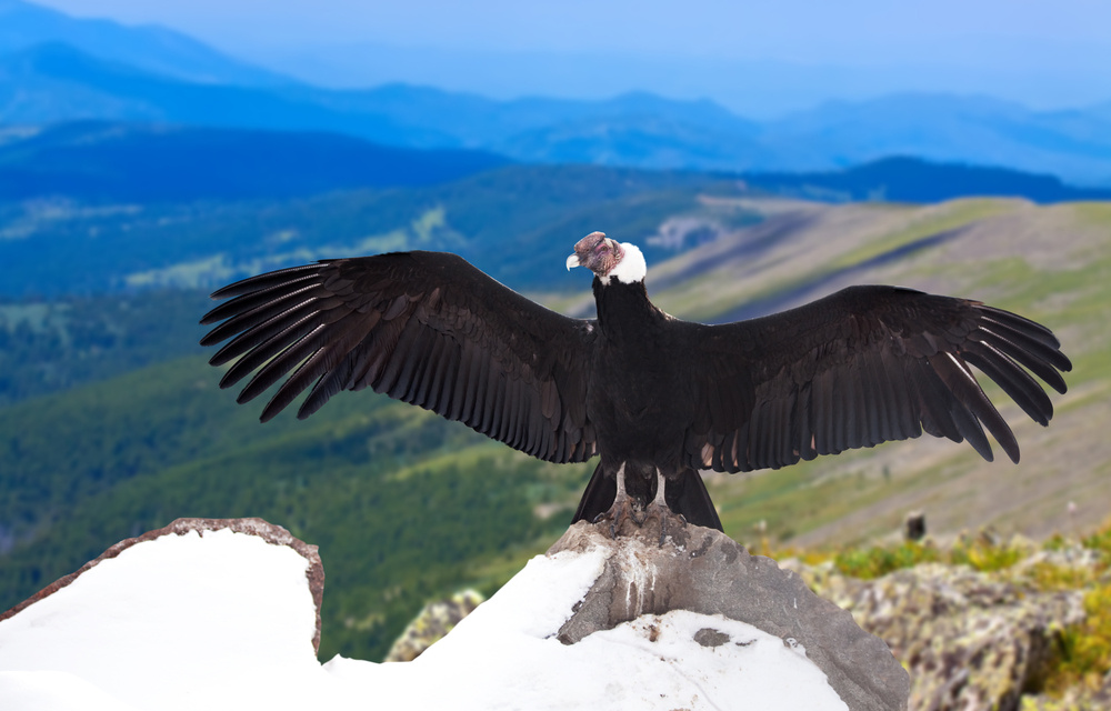 Andean condor