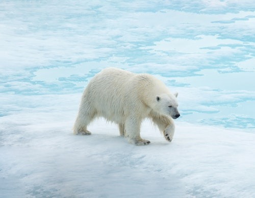 Aurora Expeditions Polar Bear