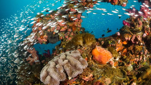 Celebrity Cruises Great Barrier Reef