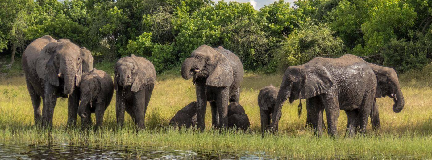 Chobe River elephants