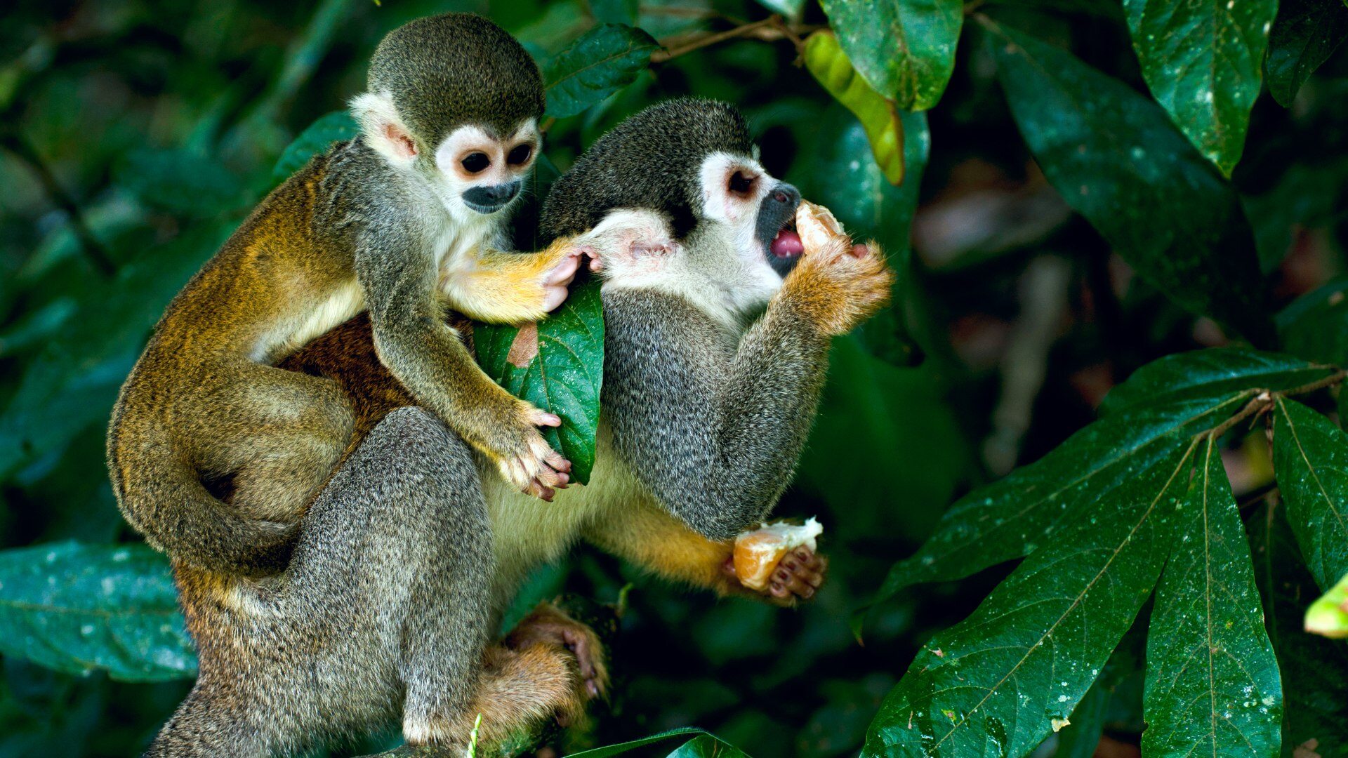 Colombia wildlife