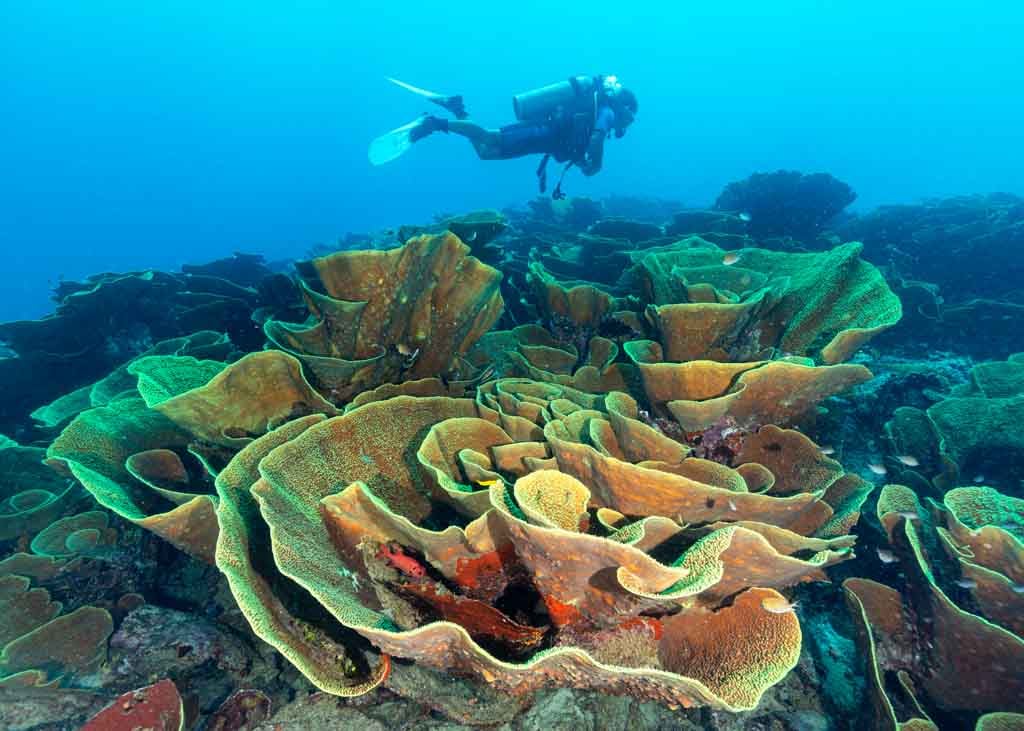 Diving in Taveuni