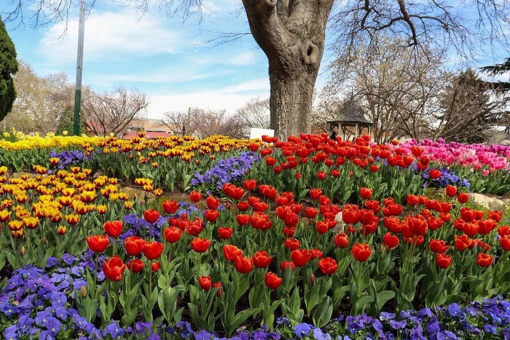 Dutch Spring Blooms in Sydney for Hal’s Close-To-Home Season
