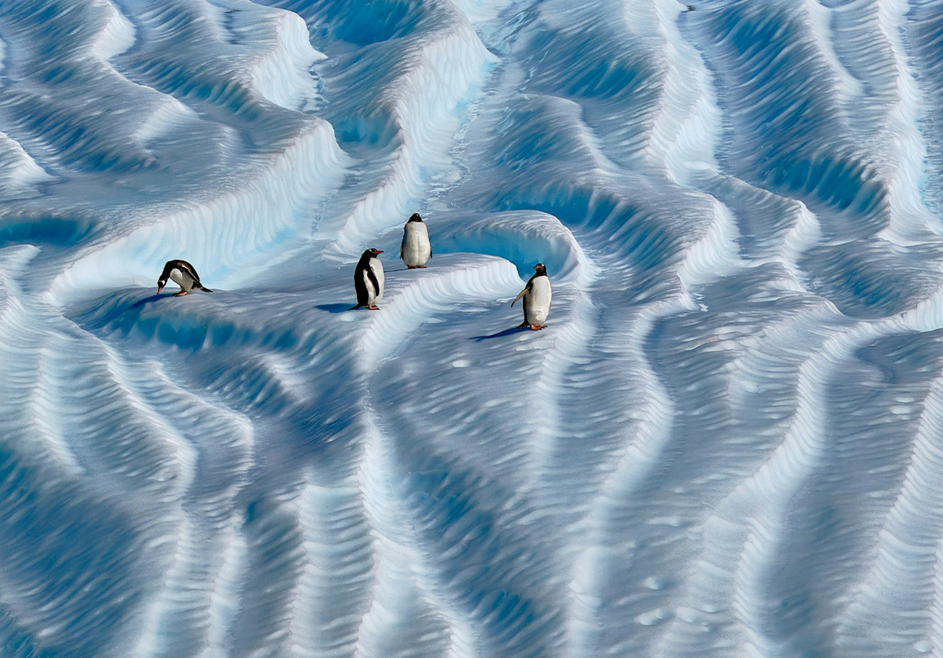 Explore Aurora Expeditions 2027-2028 Antarctica Season