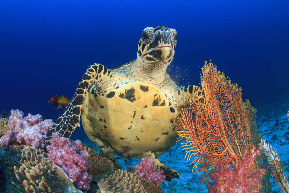 Fiji Marine life encounters