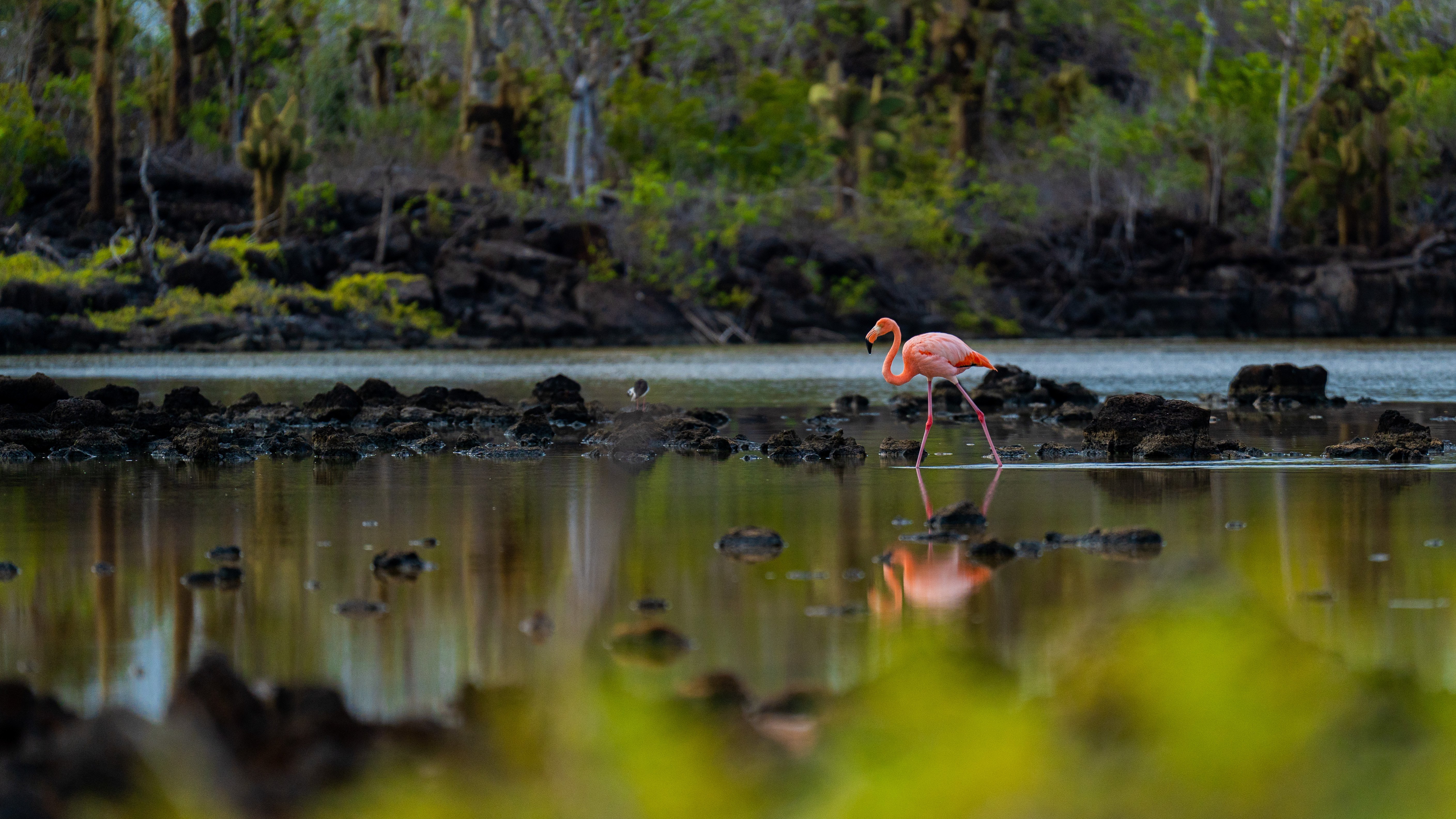 Galapagos Islands_Credit_HX Expeditions