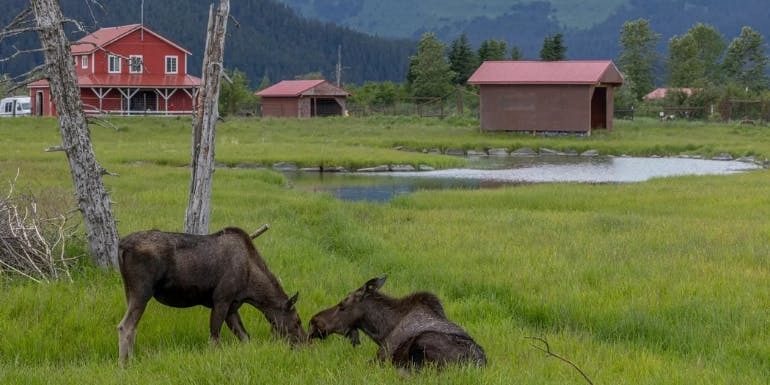 Holland America to Offer New Alaska Moose Excursion