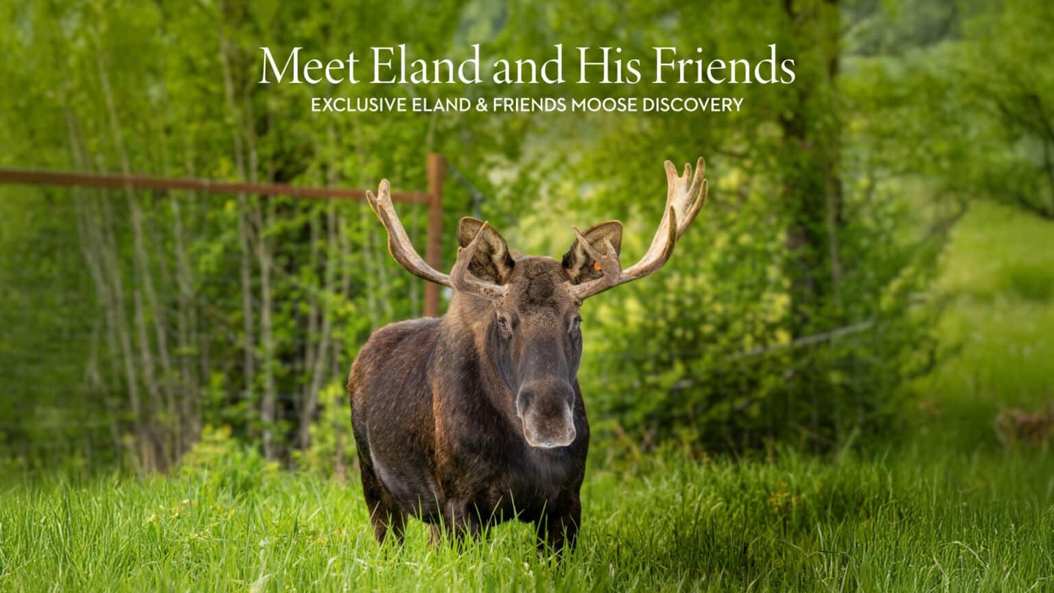Holland America’s New Moose Excursion