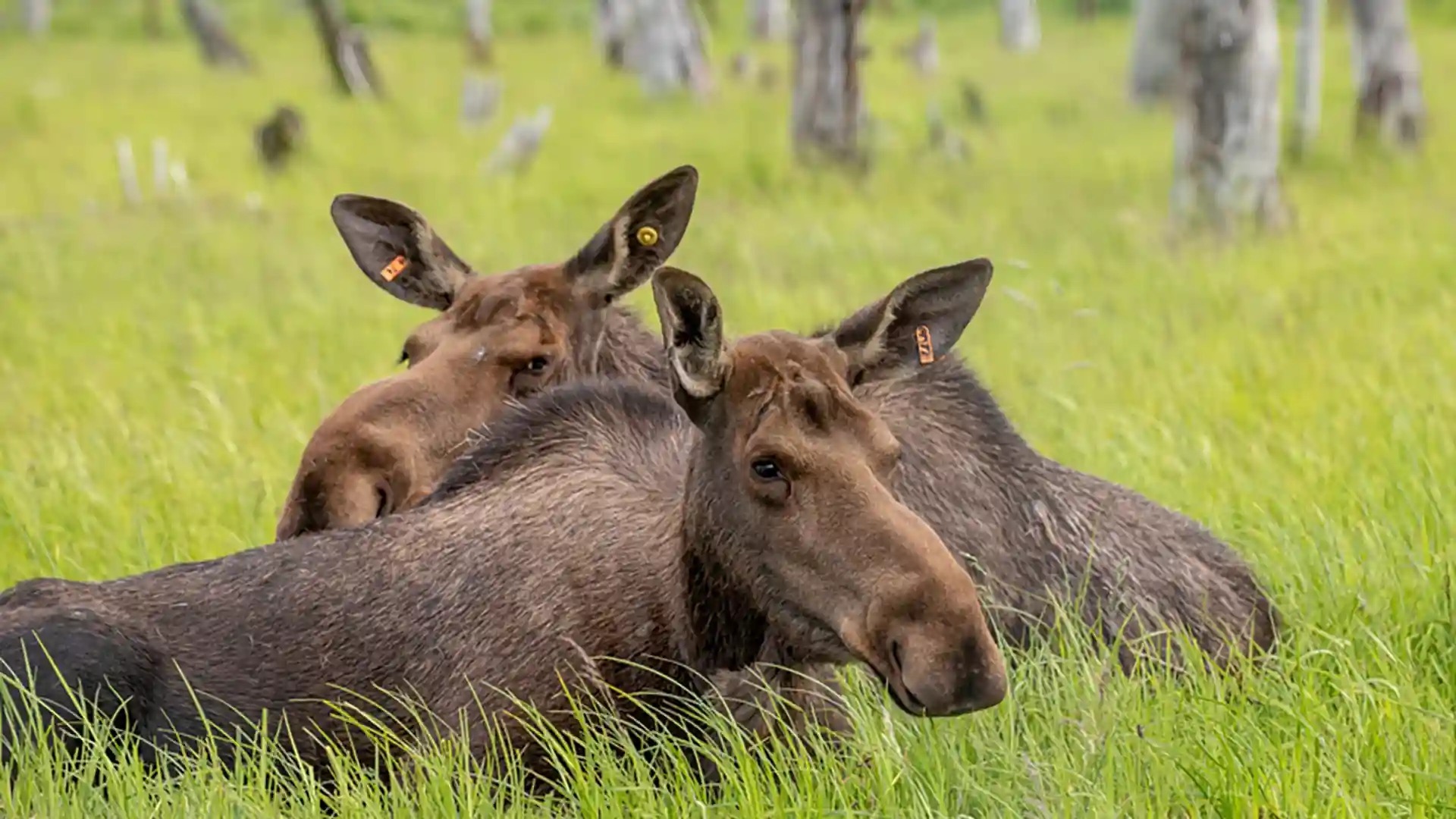 Next Alaska Wildlife Conservation Center Moose
