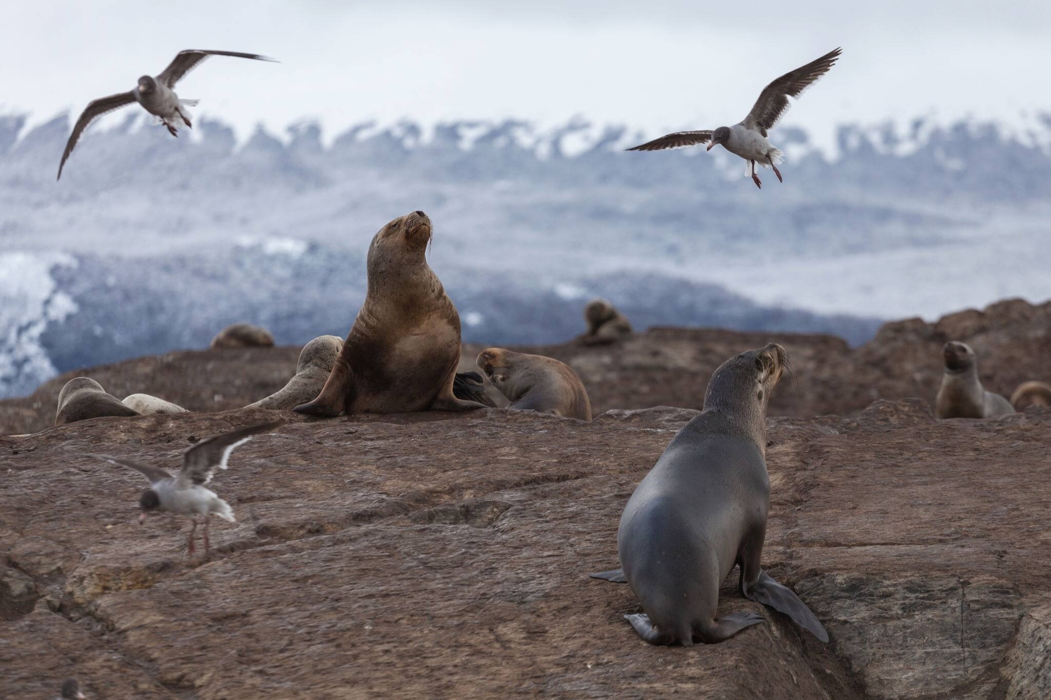 Norwegian Cruise Line Tierra del Fuego