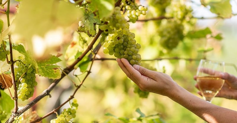 Peak Season Discoveries GRAPE HARVEST