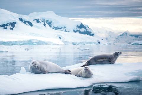 Quark Antartic Peninsula