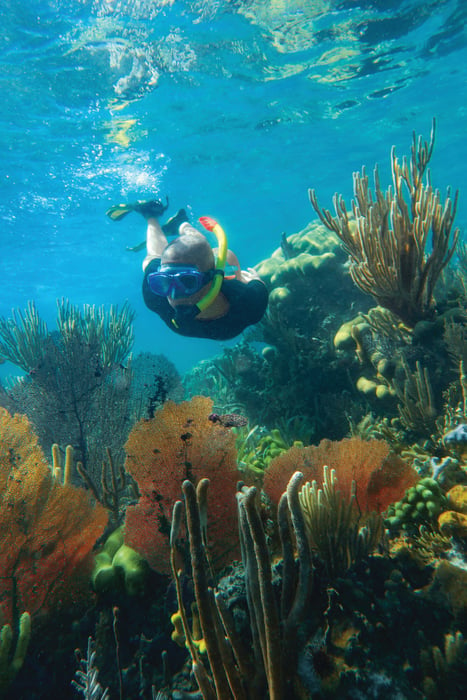 Snorkeling Coral Reefs