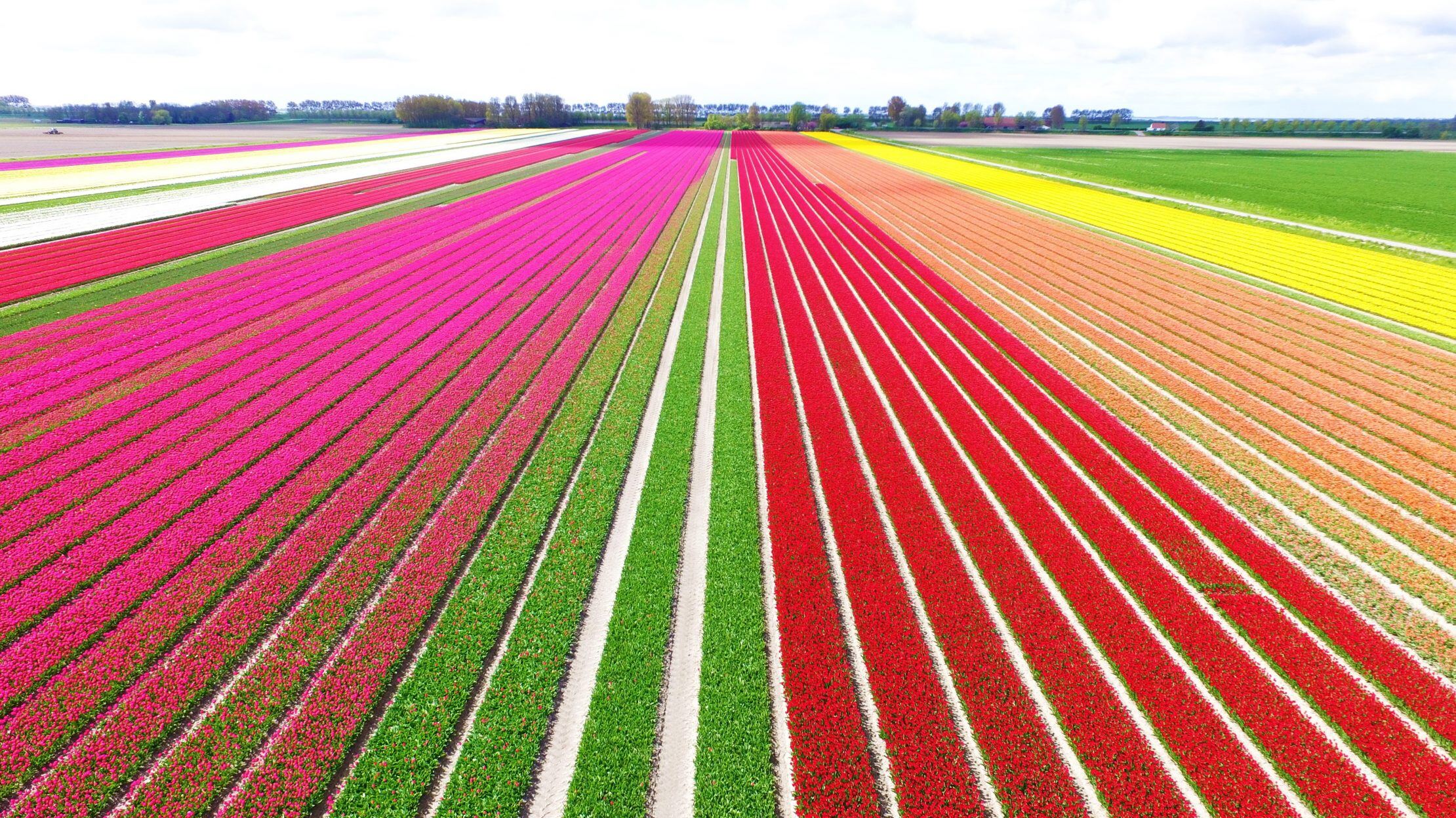 Tulip Fields Netherlands