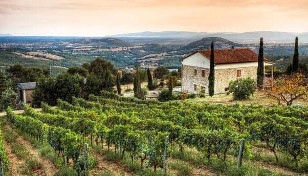 Wine Vineyard in Mediterranean