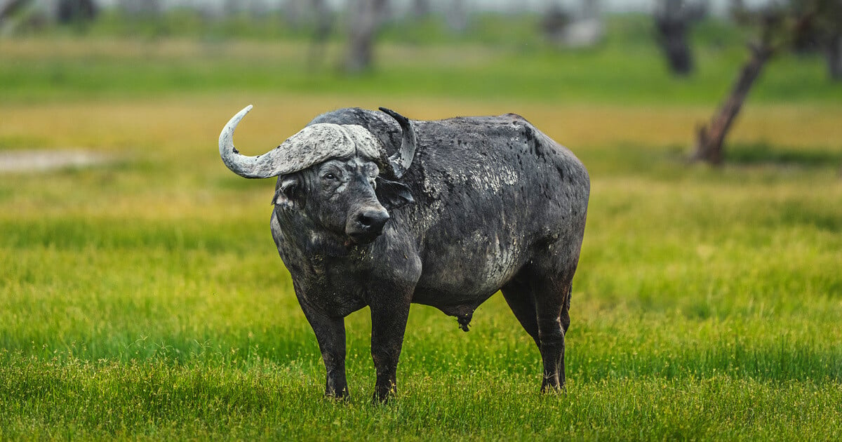 buffalo