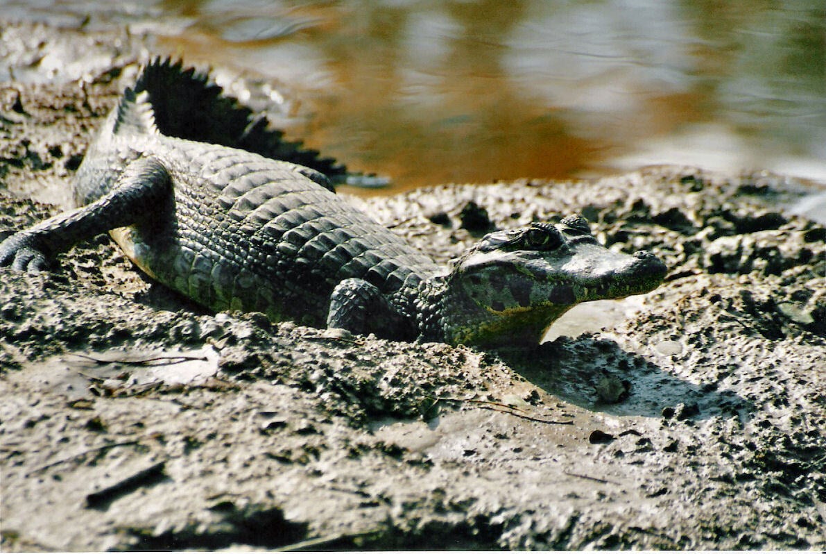 caimans