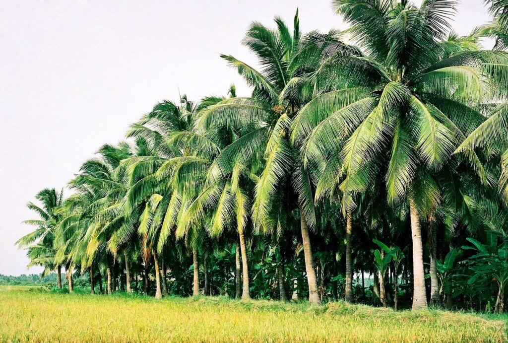 coconut plantations in Ho Chi Minh