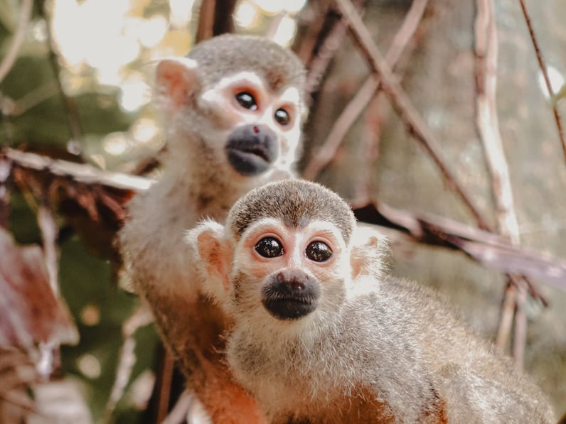 explora Exotic wildlife