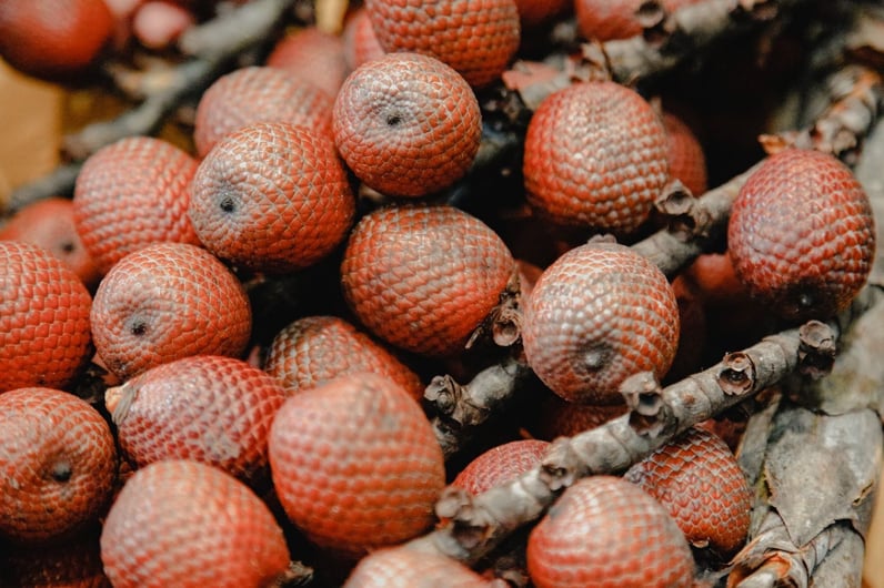 explroa Amazon is a vibrant pantry
