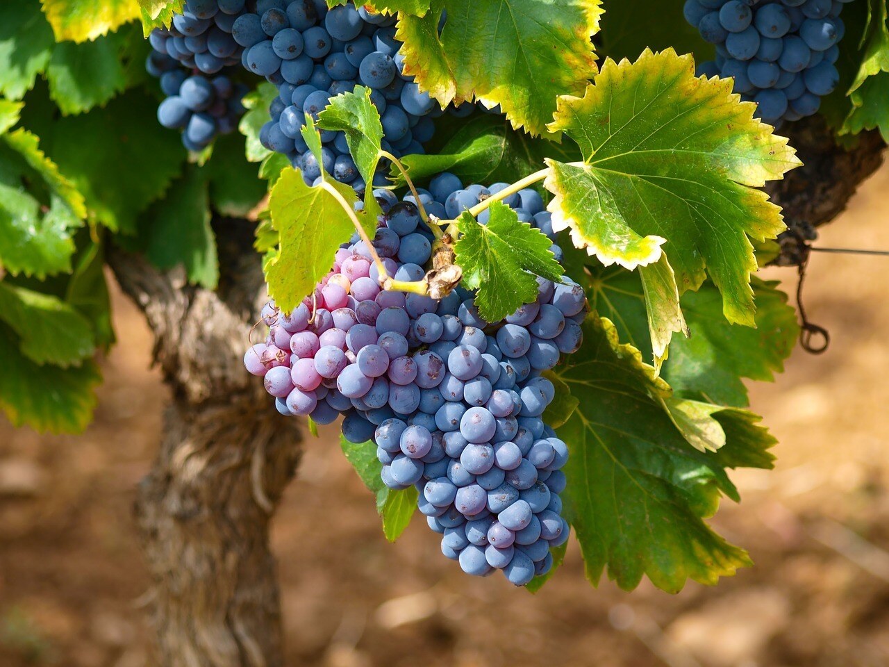 grape harvest season Garonne