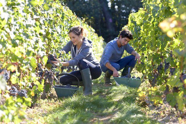 grape harvest season Médoc