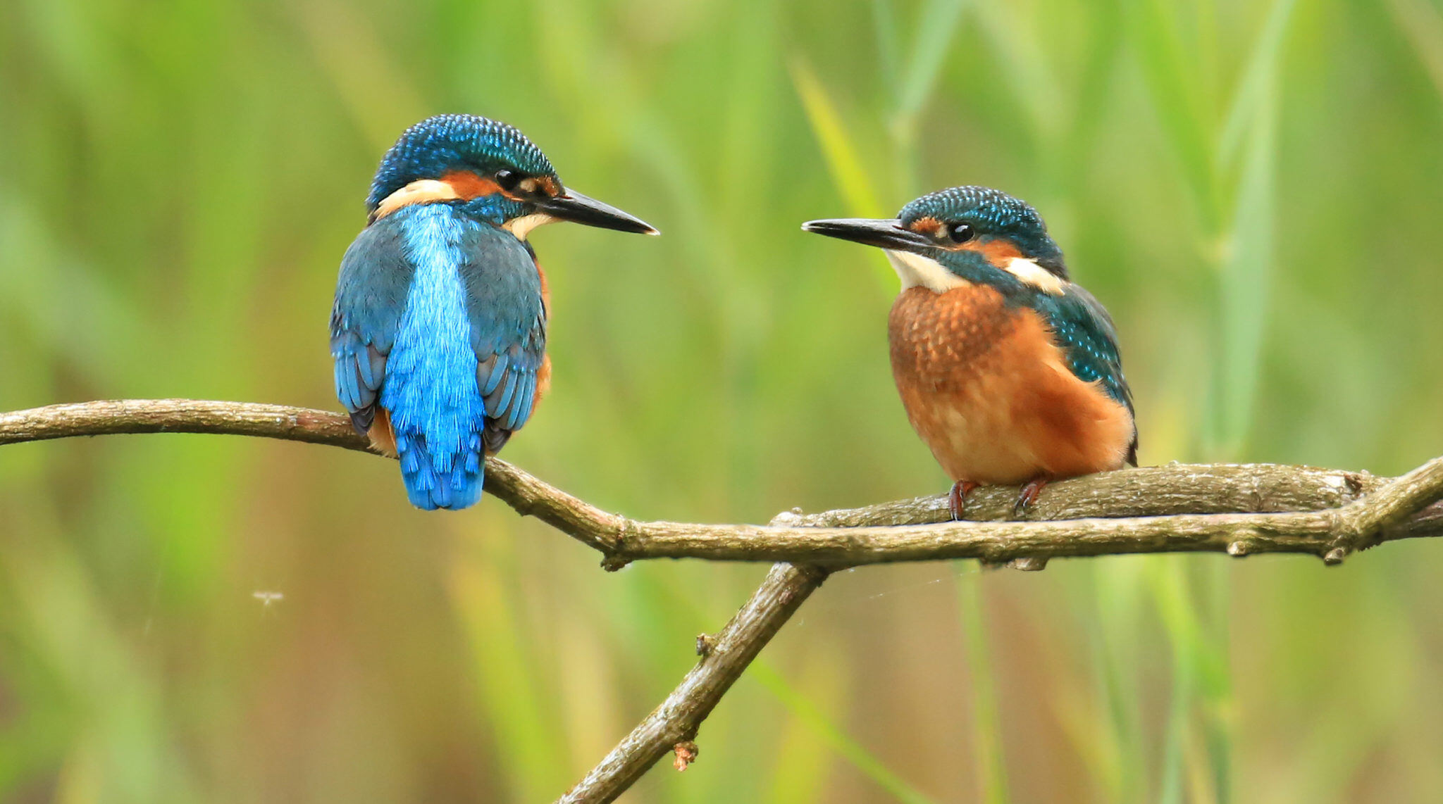 kingfishers