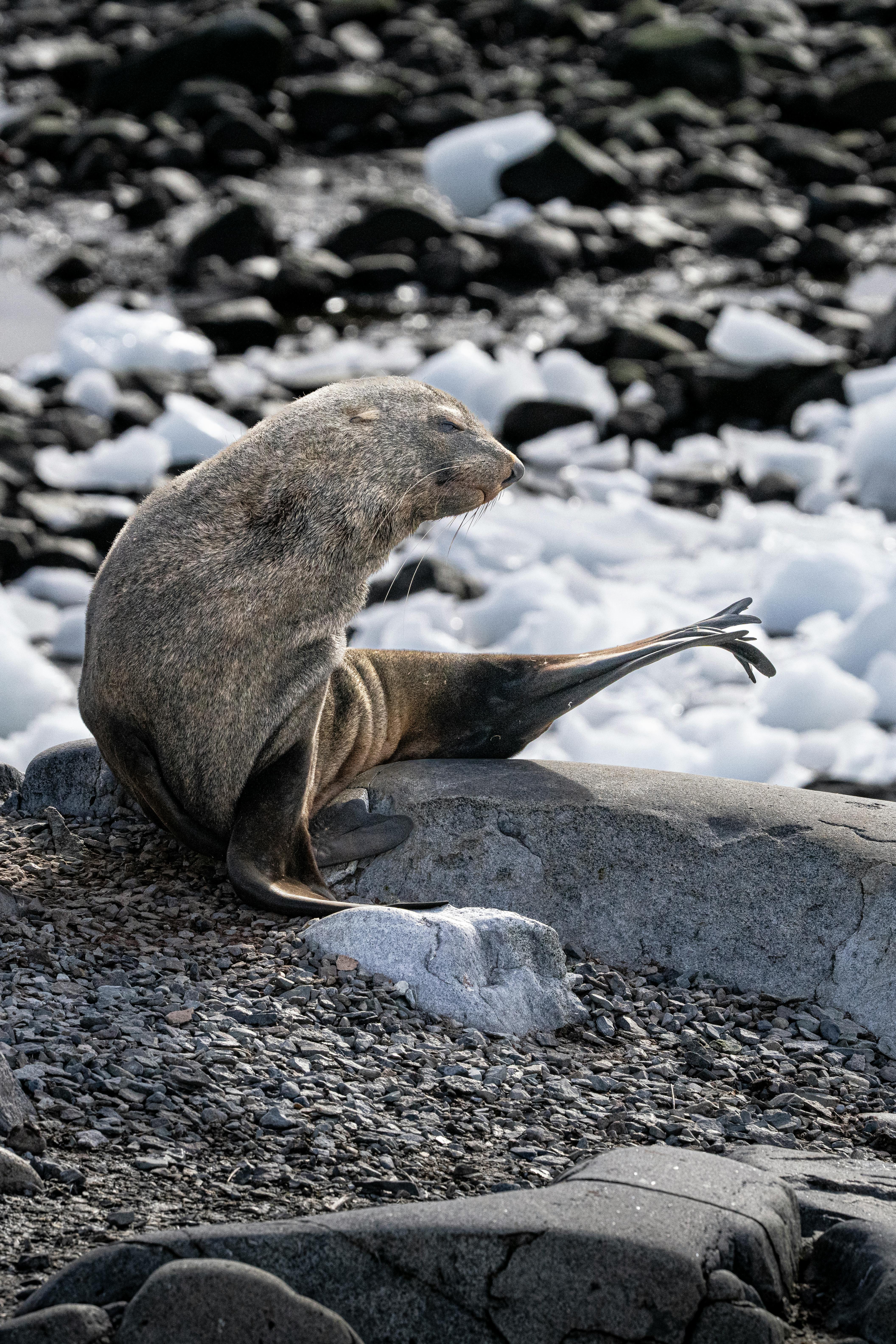Antarctica Wildlife