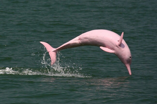 pink river dolphin