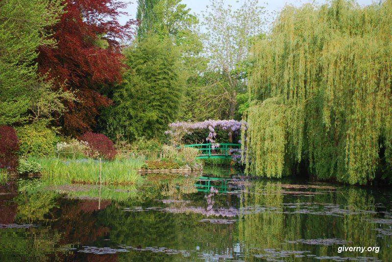 water lilies